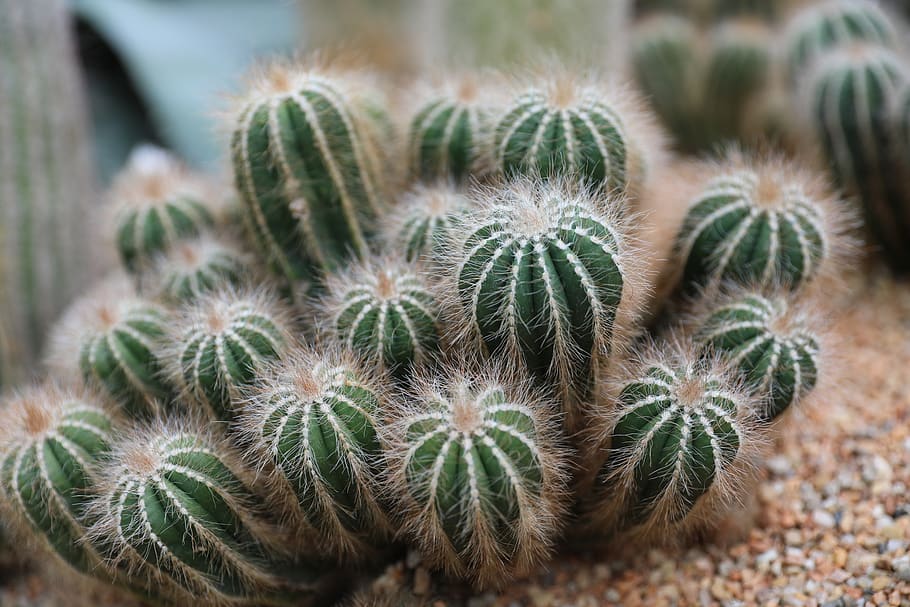 green cactus plant, no people, succulent plant, nature, close-up HD wallpaper