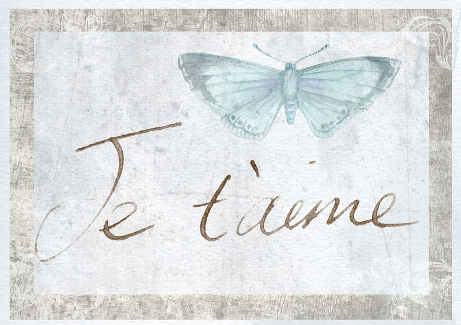 card, fly, insect, paper, graphics, text, studio shot, no people HD wallpaper