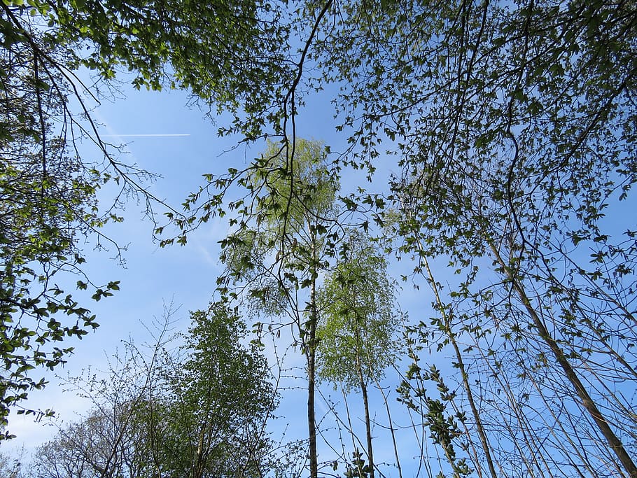 tree, plant, gillingham, kent, united kingdom, forest, nature HD wallpaper