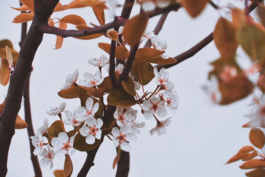 White Petaled Flowers, bloom, blossom, branch, cherry blossom HD wallpaper