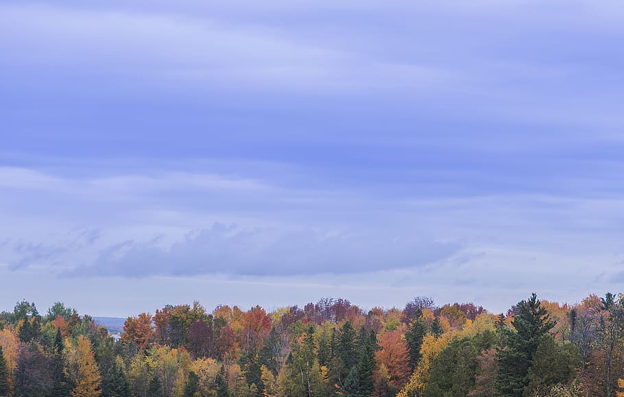 canada, hatley, autumn, leaves, leaf, woods, clouds, quebec, HD wallpaper