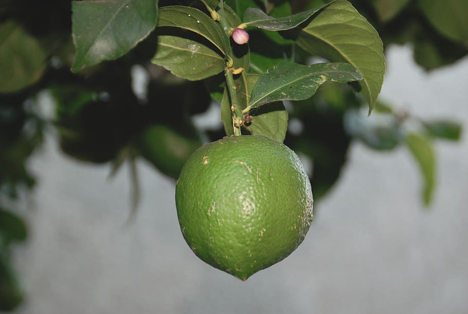 lime, tree, fruit, citrus, refresh, drink, thirst, quench, grow HD wallpaper