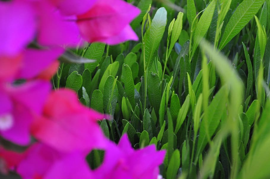 green, flower, nature, spring, bloom, summer, plant, garden HD wallpaper