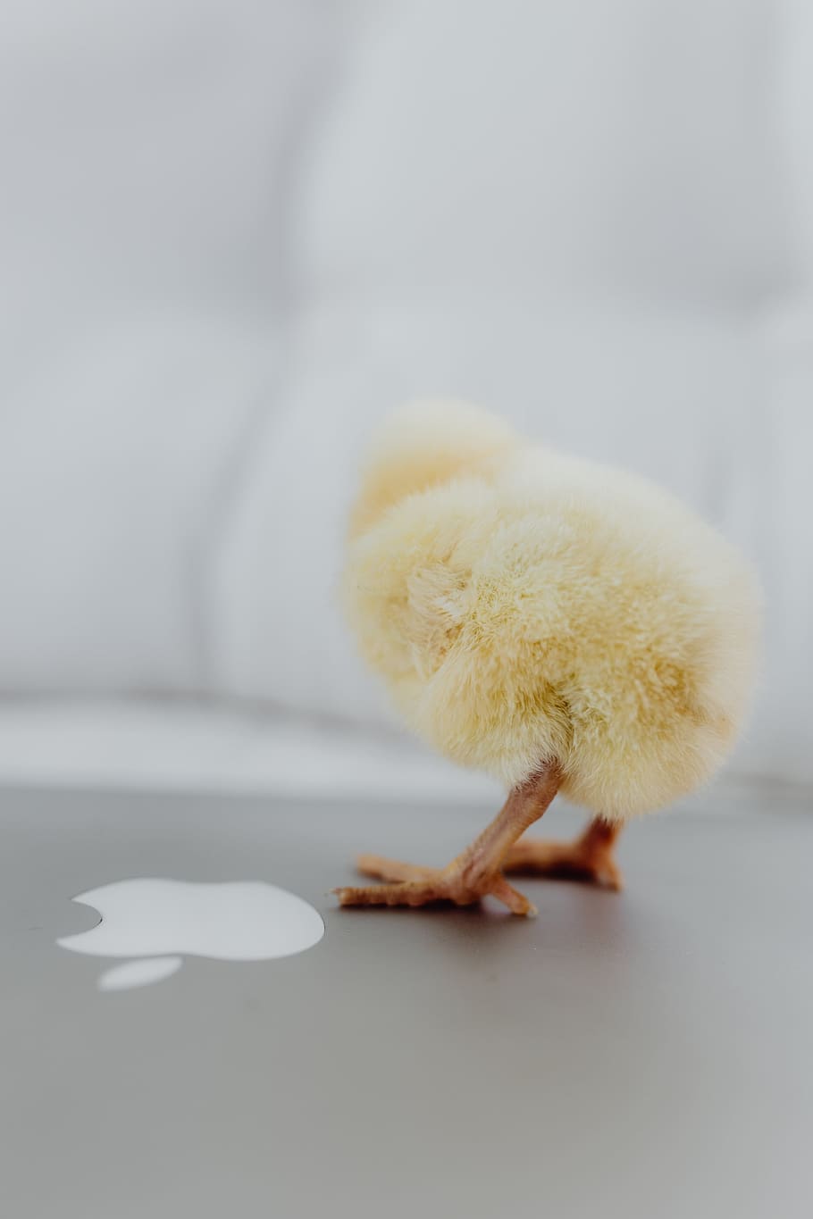 Newborn little chicken and laptop, computer, keyboard, yellow HD wallpaper