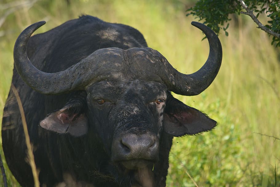 south africa, hluhluwe, cape buffalo, big five, safari, animal, HD wallpaper
