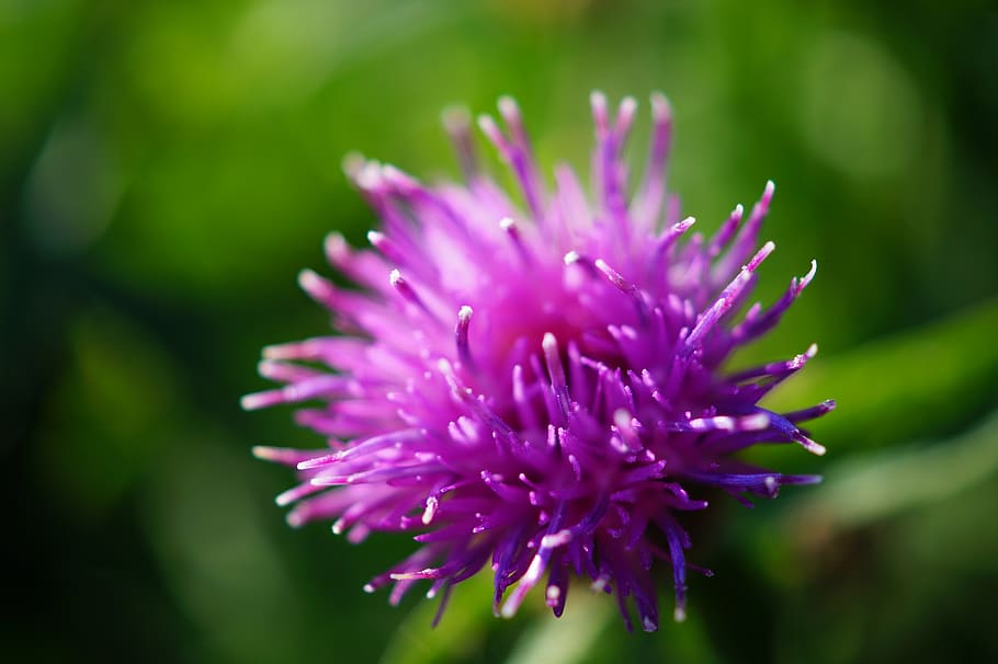 flower, violet, petal, bloom, garden, plant, nature, autumn HD wallpaper