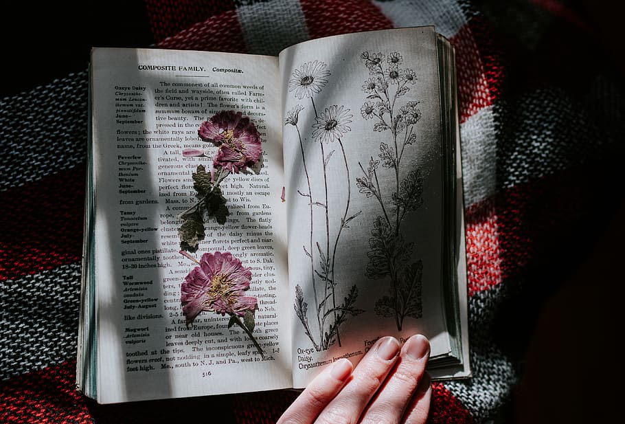 pink flowers in book, diary, text, person, human, art, light HD wallpaper