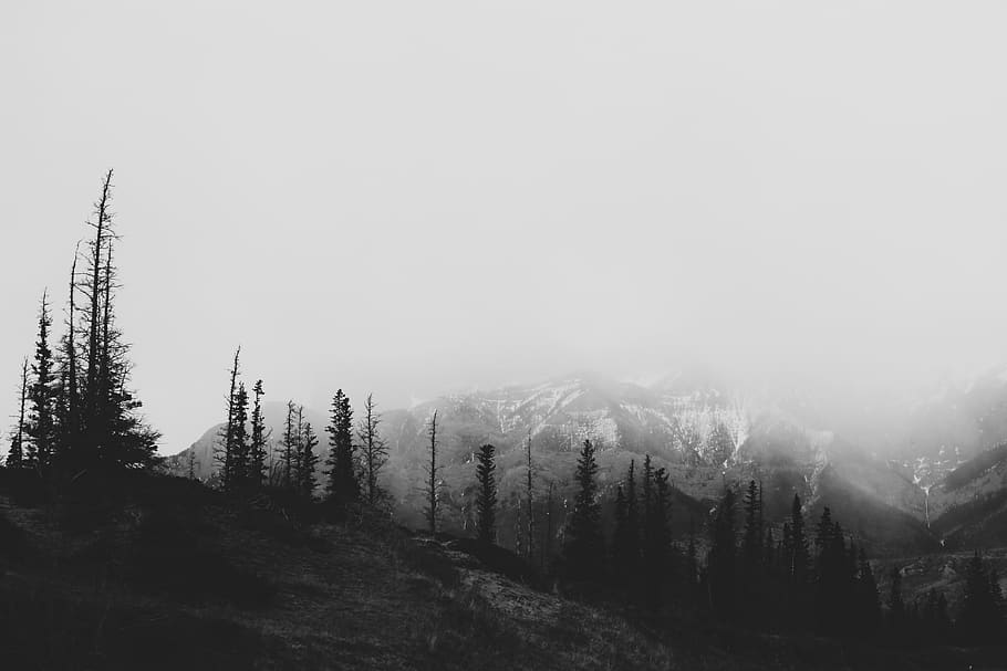 jasper, canada, trees, mountains, beauty in nature, tranquility HD wallpaper