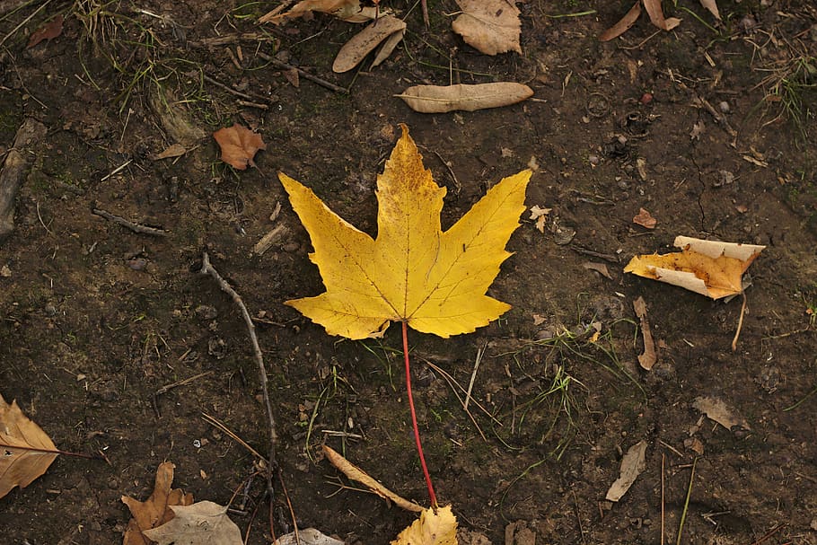 Maple moth 1080P, 2K, 4K, 5K HD wallpapers free download | Wallpaper Flare