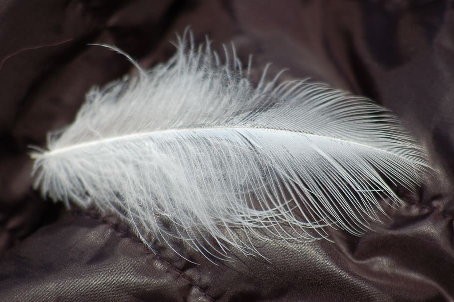 feather, soft, light, feathers, close-up, softness, fragility HD wallpaper