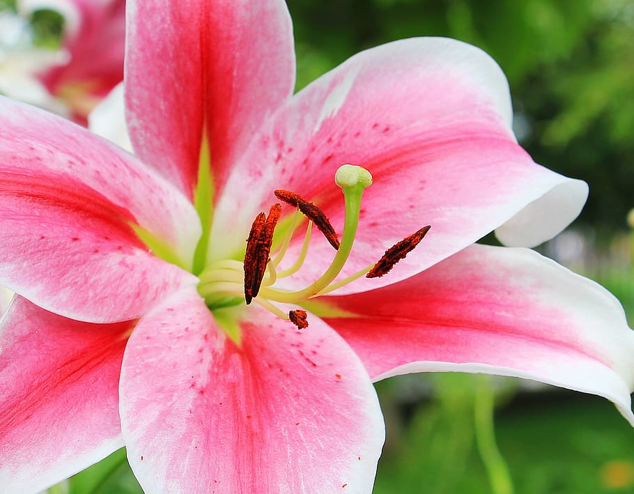 Pink and White Petaled Flower, bloom, blossom, close-up, flora HD wallpaper