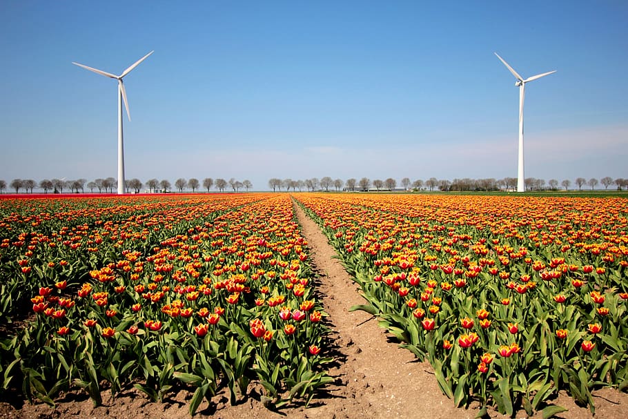 HD wallpaper: tulips, bulb, netherlands, spring, holland, tulip ...