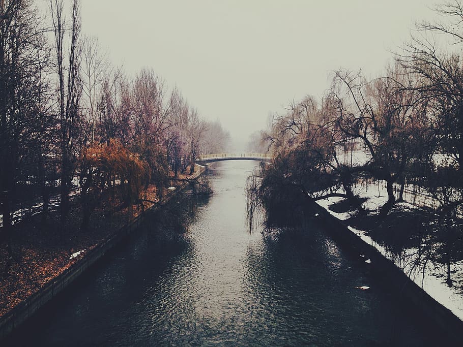 tree, water, sky, plant, nature, no people, tranquility, day HD wallpaper