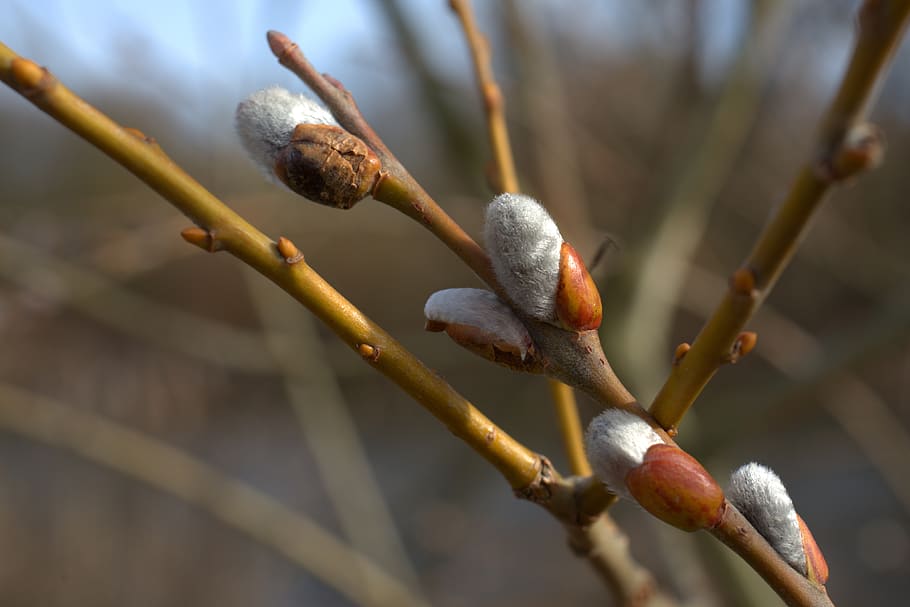 willow catkin, spring, easter, gardening, meadow, mother's day HD wallpaper