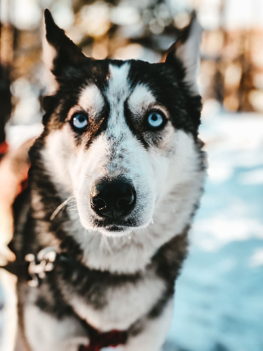black and white dog on snow, husky, animal, mammal, pet, canine