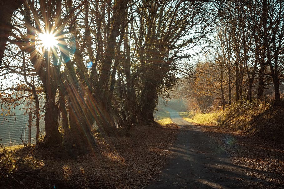 backlight, landscape, sunrise, trees, winter, plant, sunlight HD wallpaper