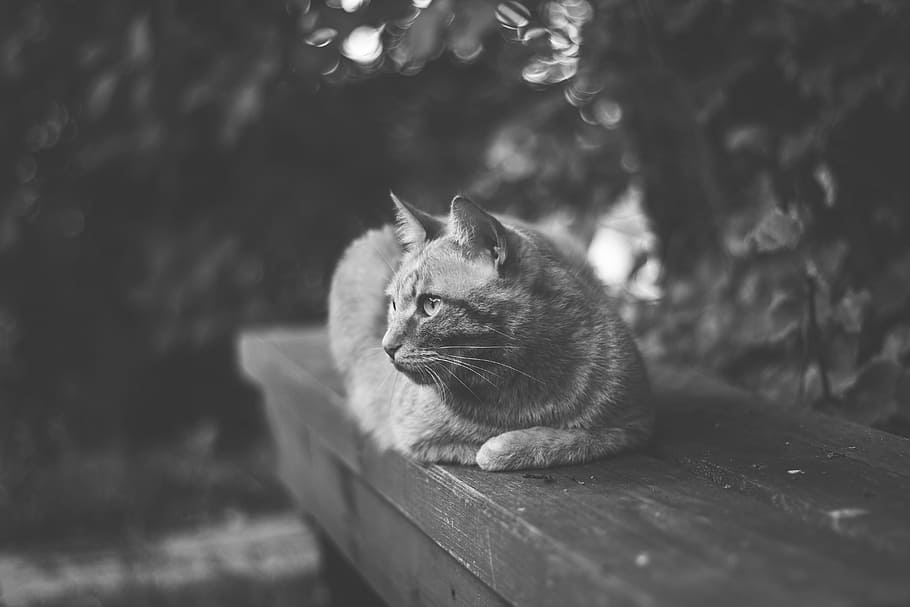 pose, pet, cat, friend, loyal, animal, mammal, domestic, pets HD wallpaper