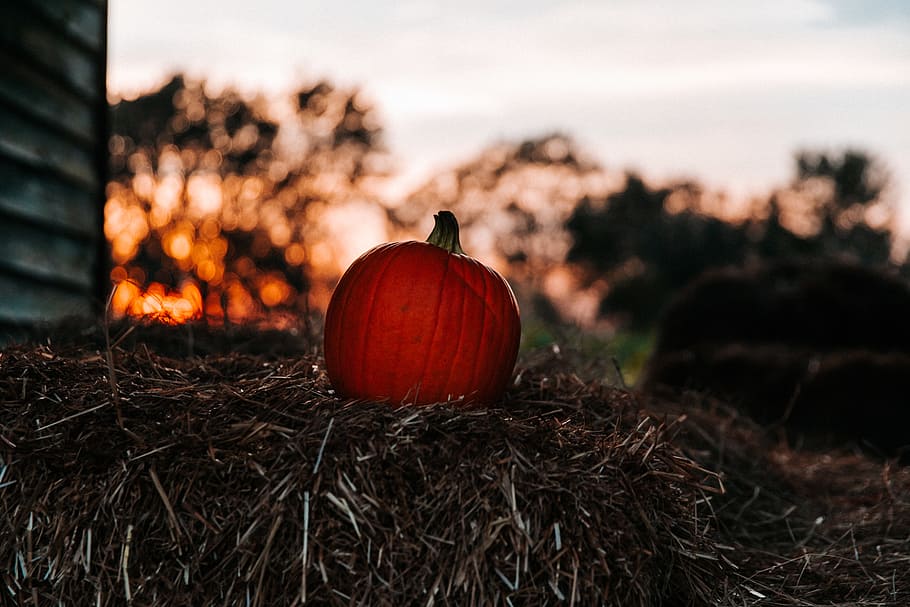 orange pumpkin, hay, sunset, sunrise, outdoors, tree, forest HD wallpaper