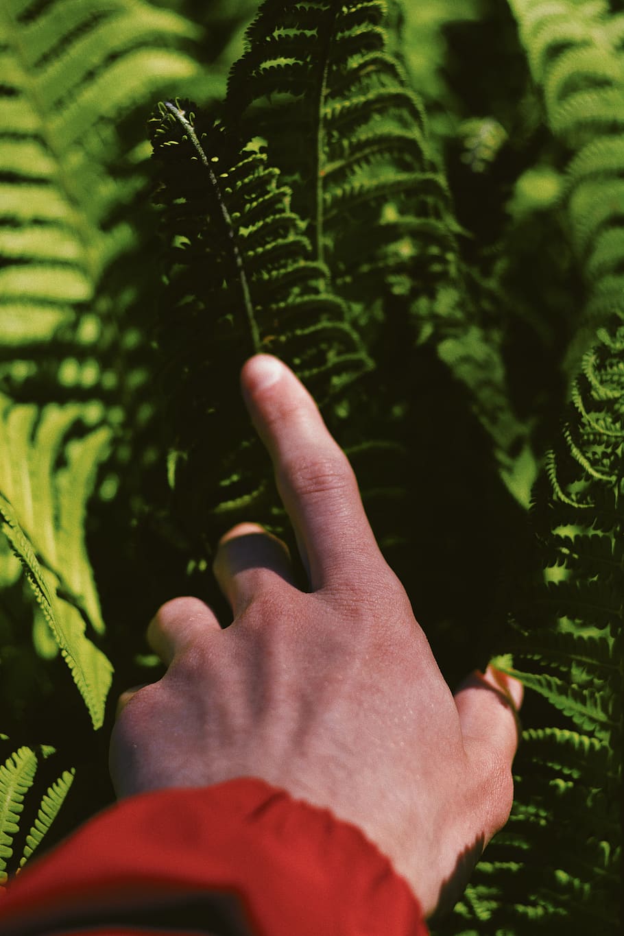 hand, me, flora, flower, botanical, botanical garden, nature HD wallpaper