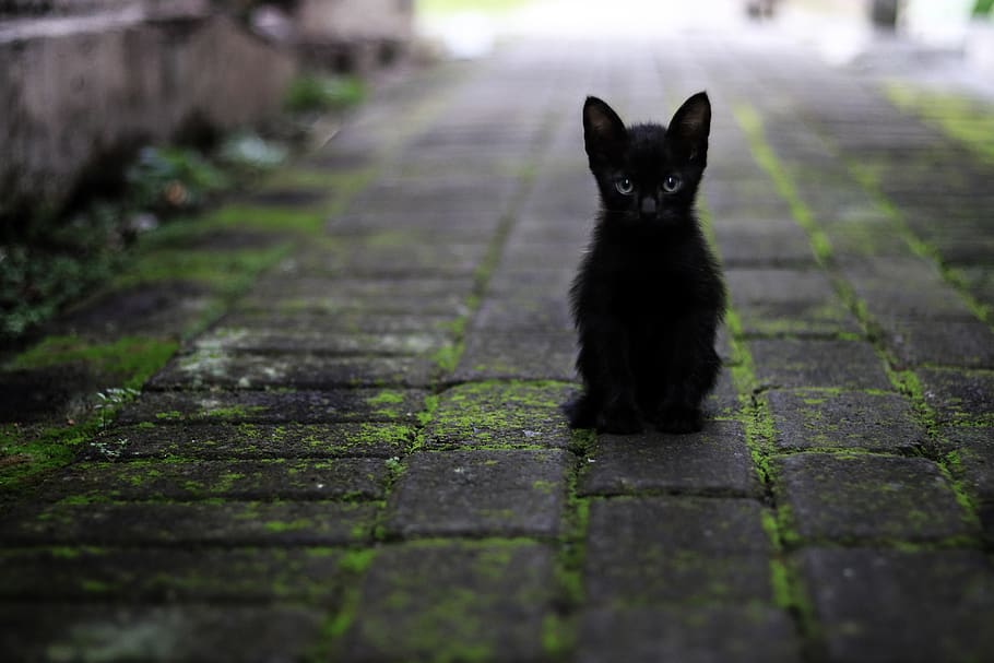 cat, black, animals, pet, feather, star, black and white, one animal HD wallpaper