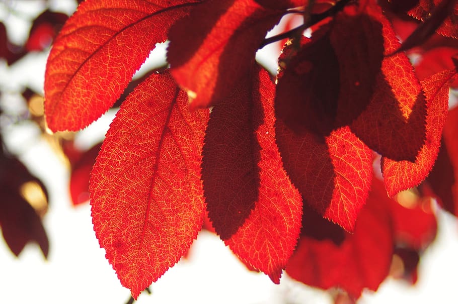 red, leaf, autumn, nature, cherry tree, falling leaves, close-up HD wallpaper