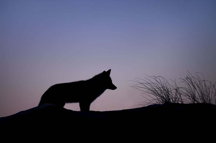 animals, wolves, land, grass, sky, gradient, pink, purple, shadows HD wallpaper