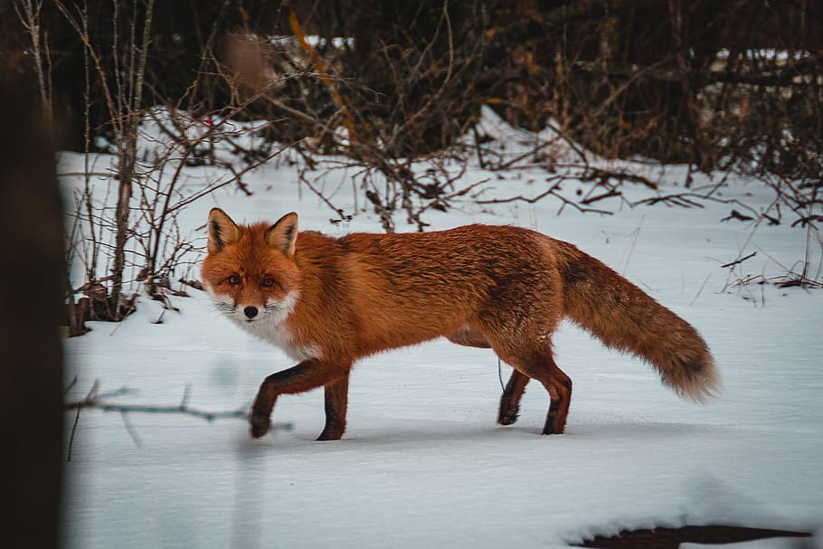 brown fox on snow, cold temperature, winter, one animal, animal themes HD wallpaper
