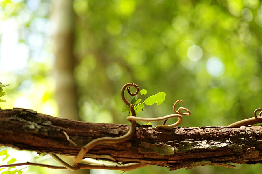 mexico, chichén itzá, nature, bokeh, plant, outdoor, tree HD wallpaper
