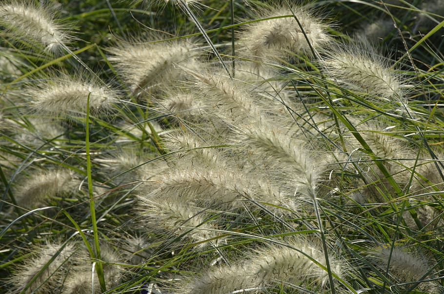 grass, spike, summer, grasses, nature, meadow, blades of grass HD wallpaper
