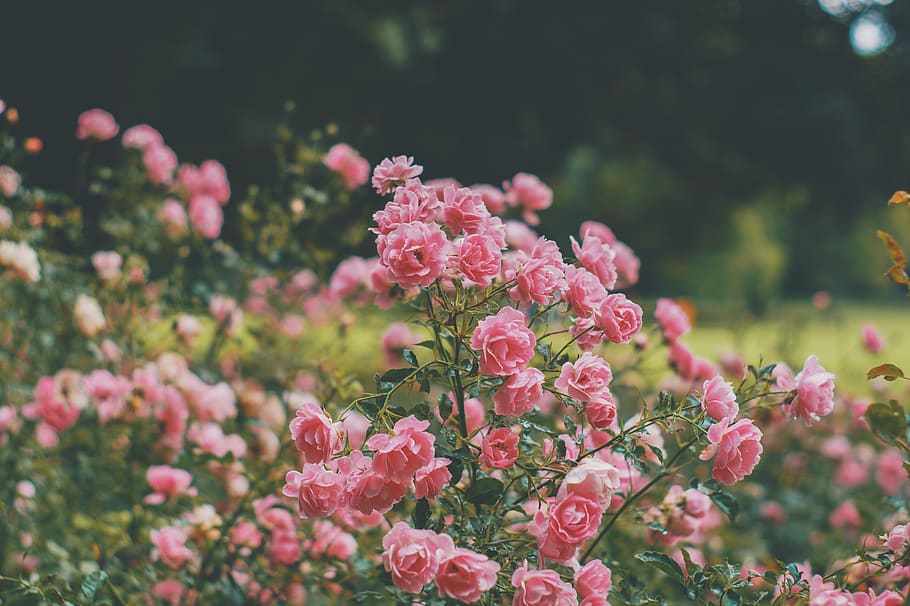 germany, kiel, plant, flowering plant, growth, beauty in nature HD wallpaper