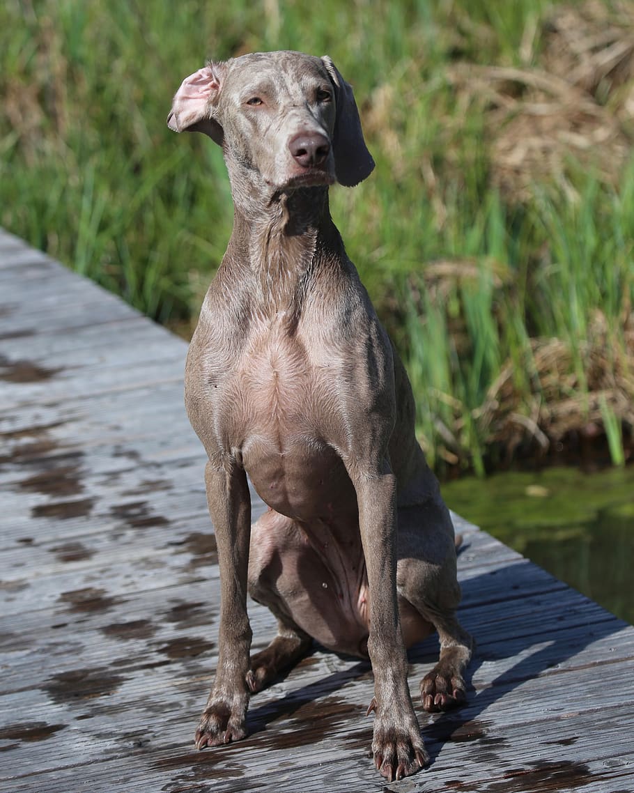 gray short-coated dog, pet, canine, animal, mammal, pointer, kangaroo HD wallpaper