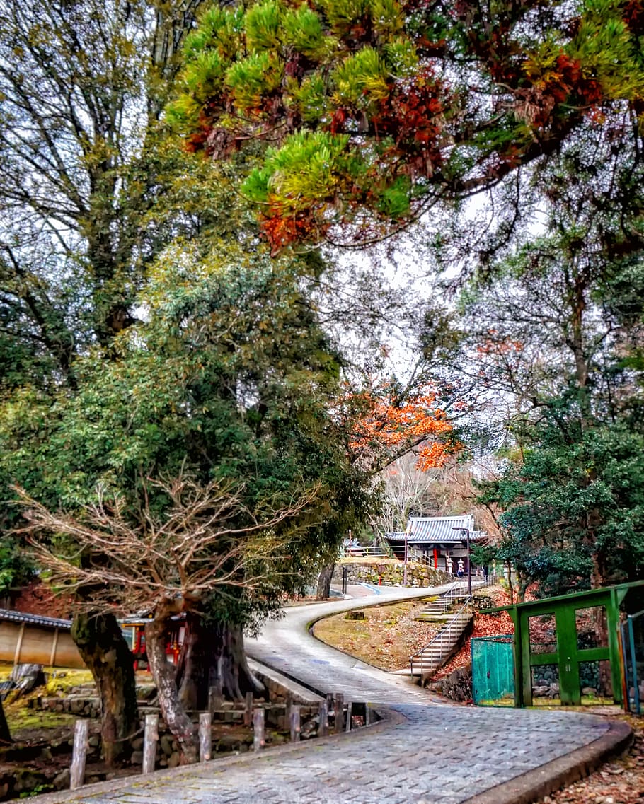 forest, tree, japan, trip, plant, architecture, built structure HD wallpaper