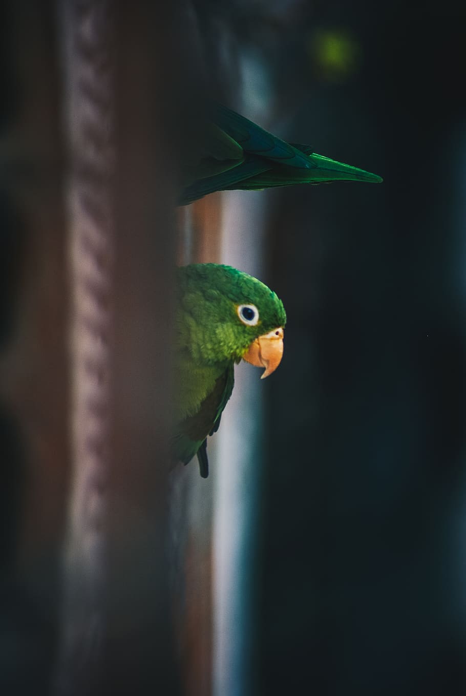 forest, animal, parakeet, animal themes, one animal, vertebrate HD wallpaper