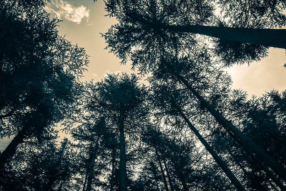pakistan, ushu river, cloud, tree, black and white, trees, plant HD wallpaper