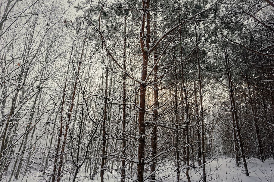 belarus, ushachy, forest, winter, snow, tree, plant, cold temperature HD wallpaper