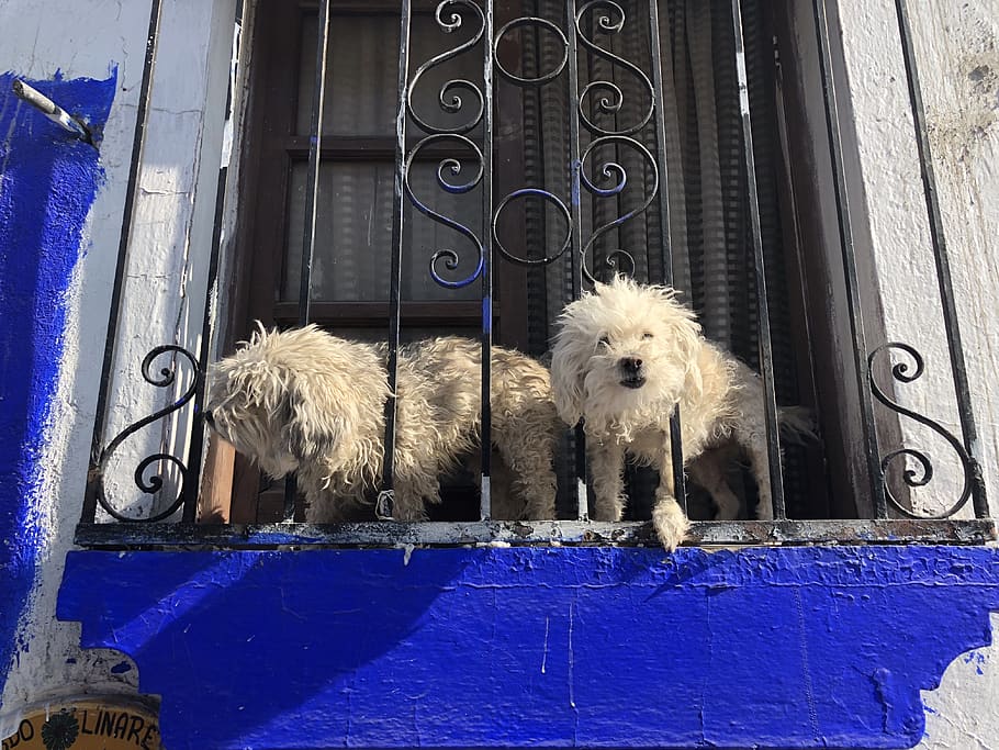 mexico, cuernavaca, dogs, window, security, mammal, domestic HD wallpaper