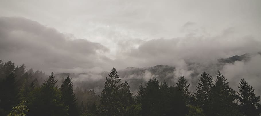 black, brown, clouds, fog, forest, gray, pines, trees, cloud - sky HD wallpaper