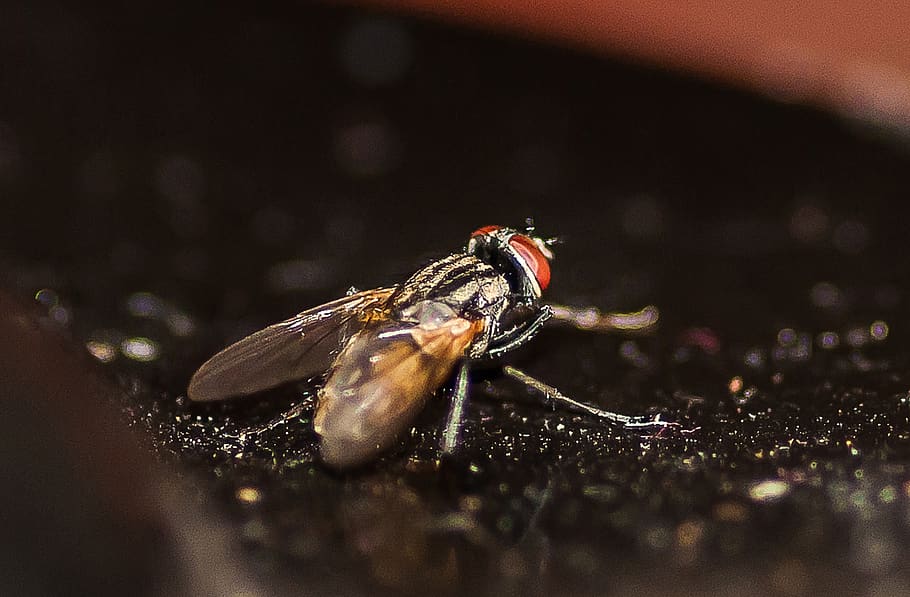 insect, fly, macro, close up, animal themes, animal wildlife HD wallpaper