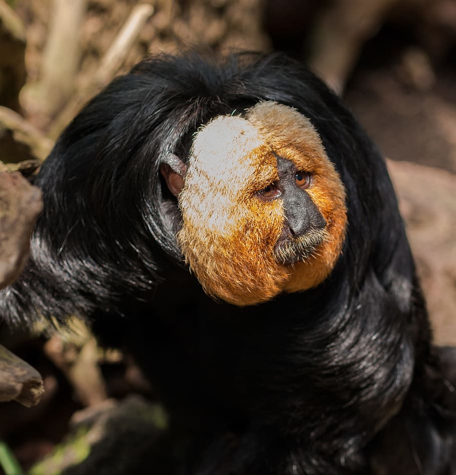 monkey, animal, wild, nature, jungle, zoo, park, animal themes HD wallpaper