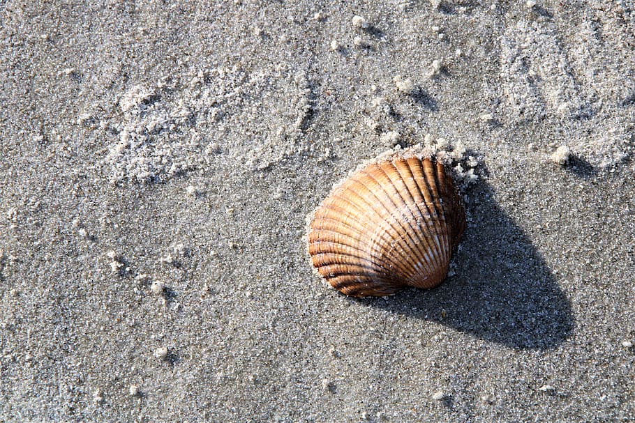 seashell, invertebrate, clam, animal, sea life, sand, nature