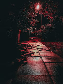 ukraine, kyiv, tree, plant, footpath, night, no people, direction HD wallpaper