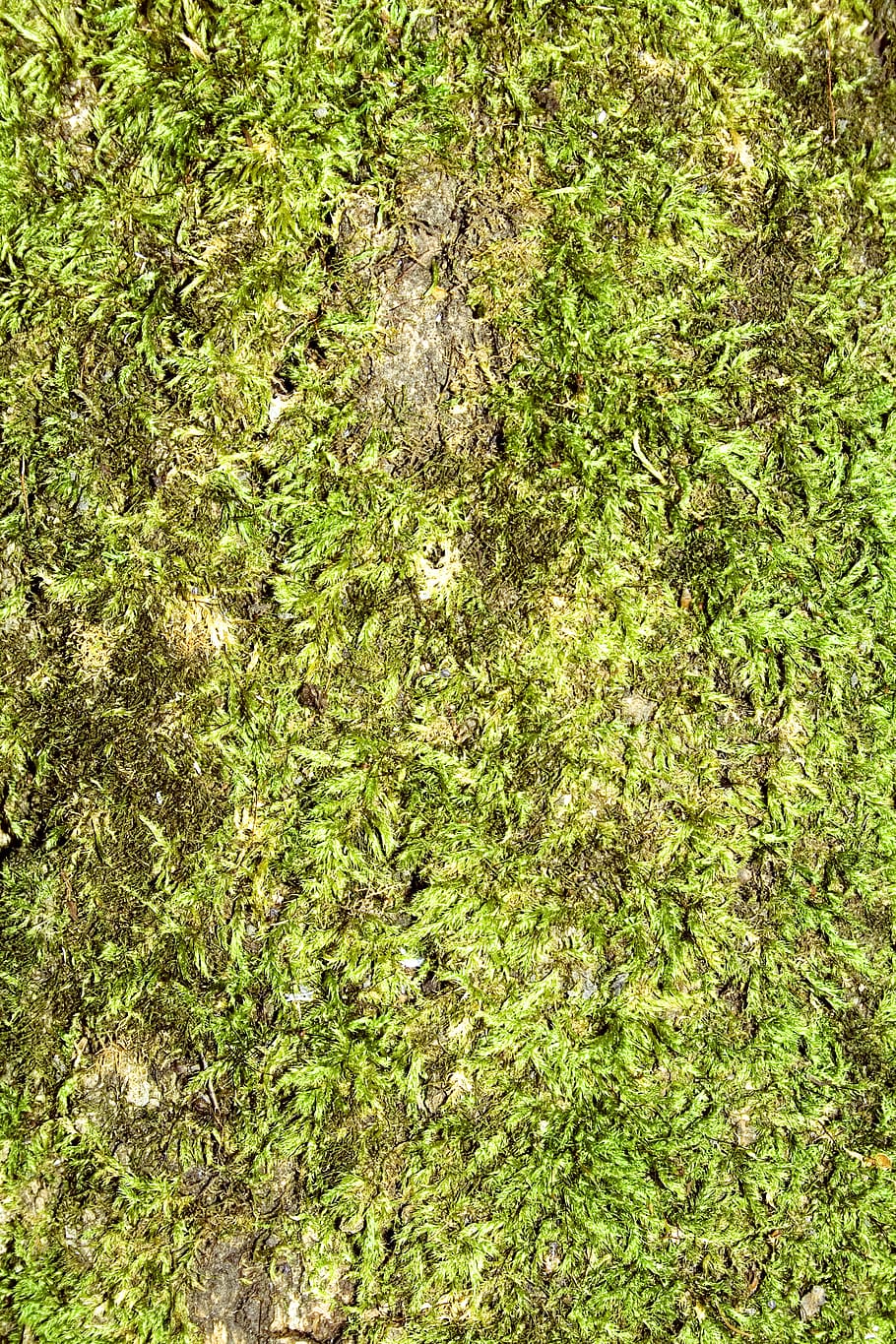 aging, back, backdrop, background, brown, cover, dirty, flora HD wallpaper