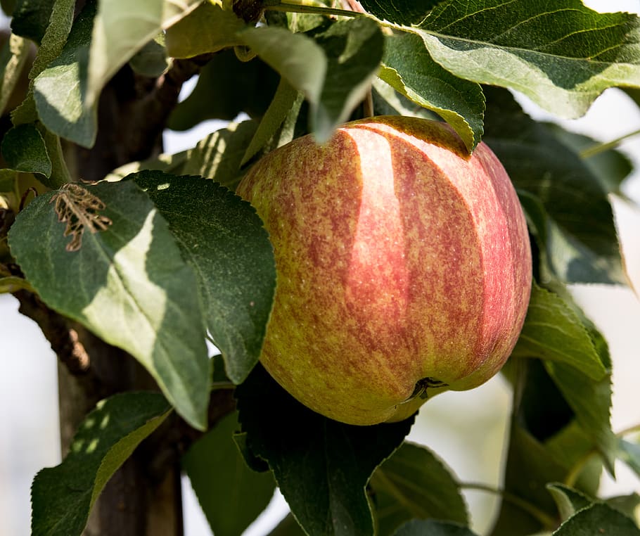 apple, apple tree, fruit, kernobstgewaechs, fruit tree, nature HD wallpaper