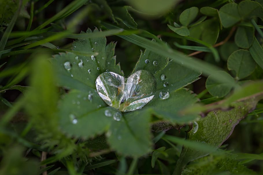 Green Leaf Plant, close-up, dew, drops, environment, freshness HD wallpaper