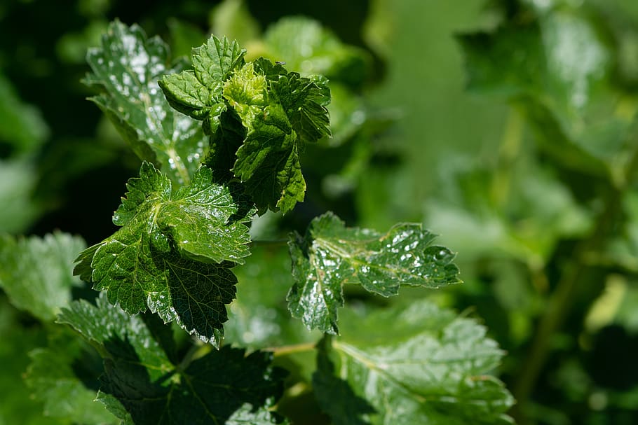 leaves, green, spring, currant, currant leaves, currant shrub HD wallpaper