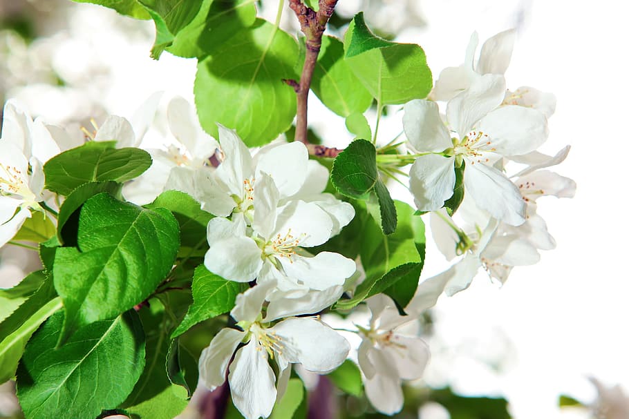 leaf, green, flower, blur, plant, close-up, garden, branch HD wallpaper