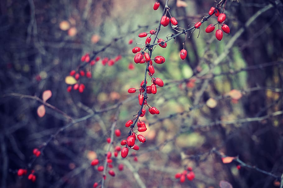 berries, plants, bushes, forest, woods, nature, food and drink HD wallpaper