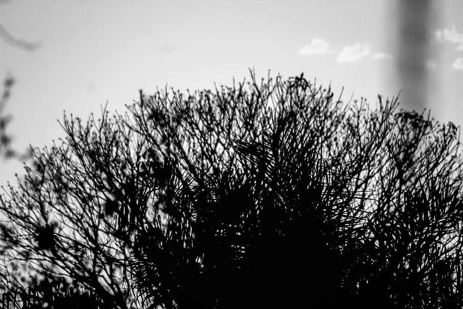 tree, trees, black, white, blackandwhite, art, plant, growth HD wallpaper