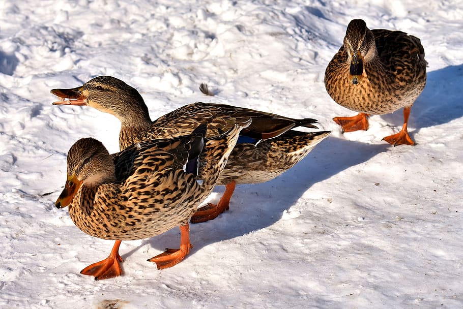 ducks, mallards, snow, winter, cold, colorful, water bird, duck bird HD wallpaper