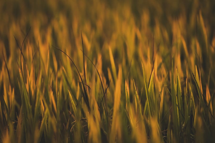 Close-Up Photo of Grass, blur, blurred, blurry, focus, growth HD wallpaper